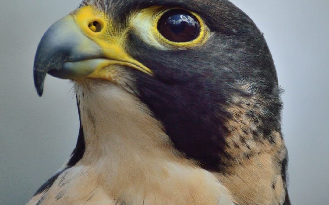 aves rapaces